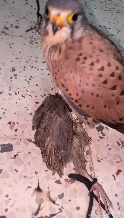 باشق للبيع مدرب وهادي index