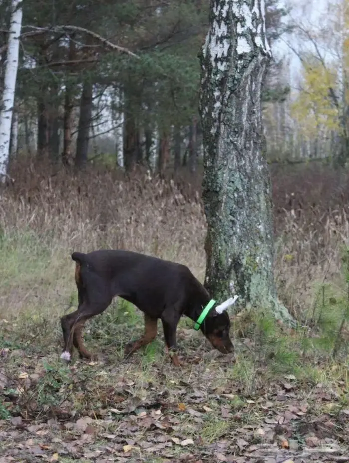 جرو دوبرمان بنت من روسيا للبيع 3