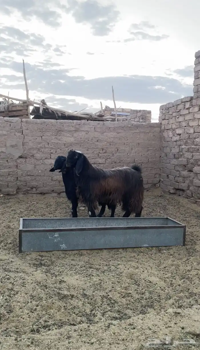 جوز قبرصي صنف 3