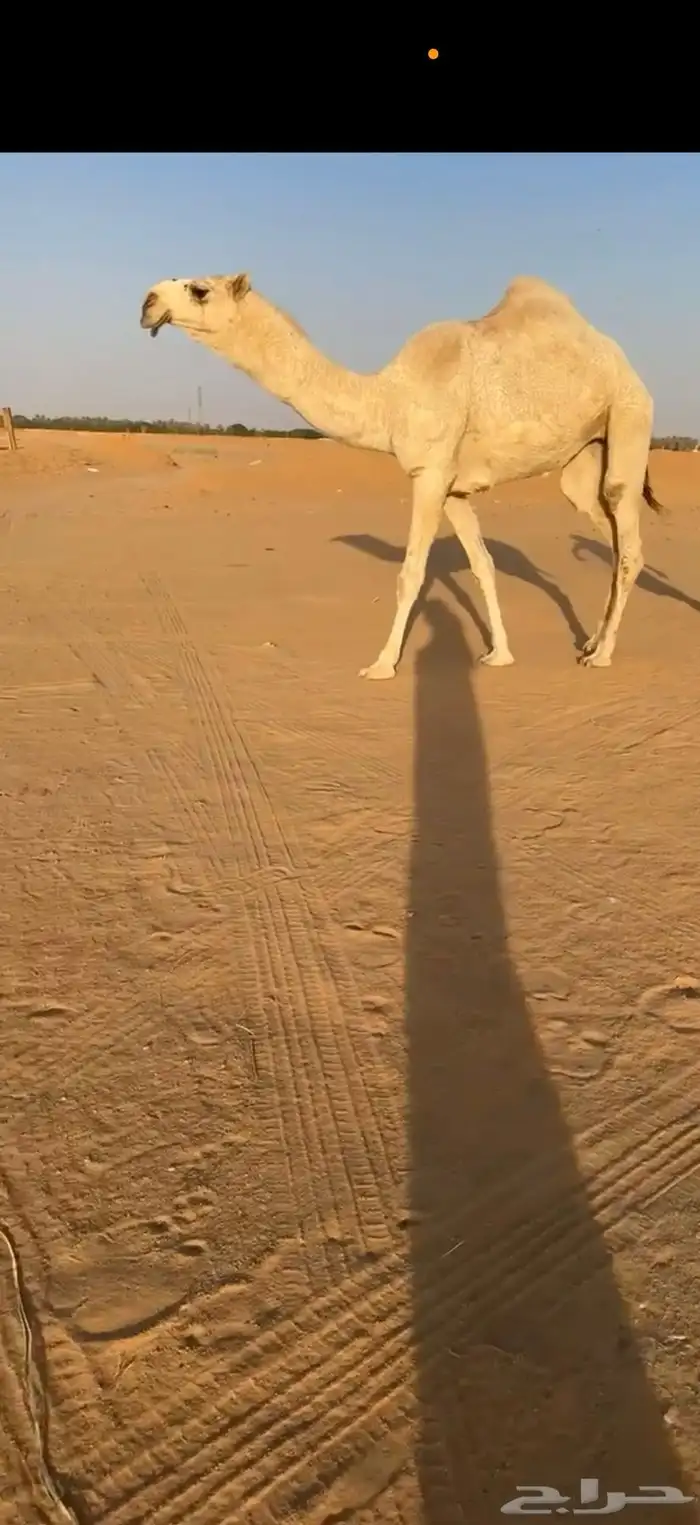 بكره حقه كفو 0