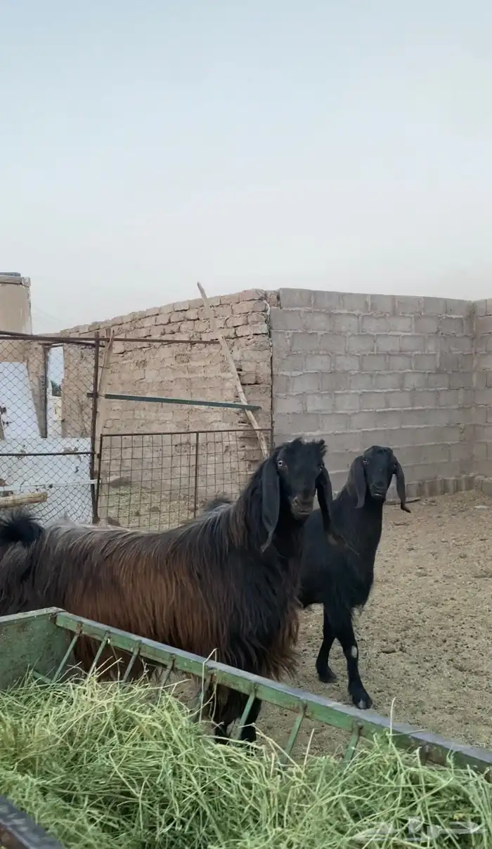 جوز قبرصي صنف 0