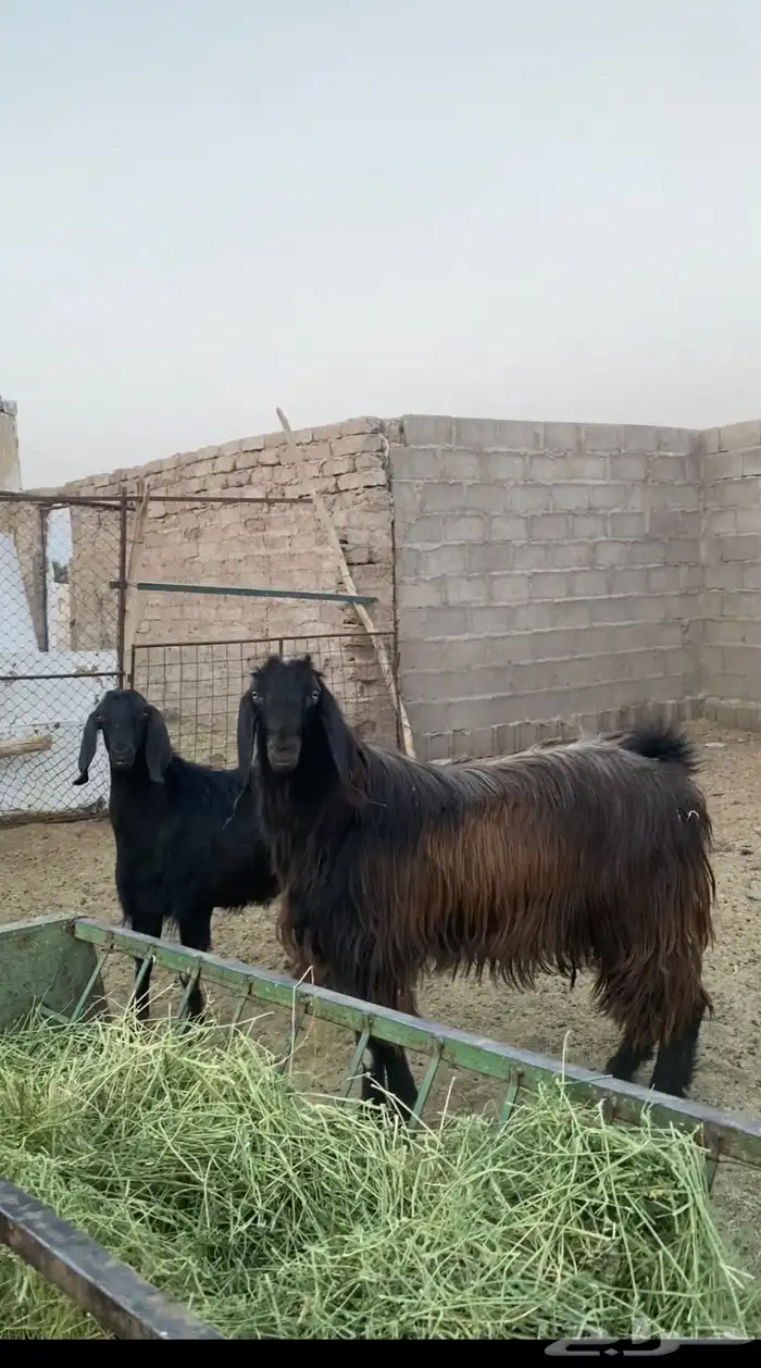 جوز قبرصي صنف 2