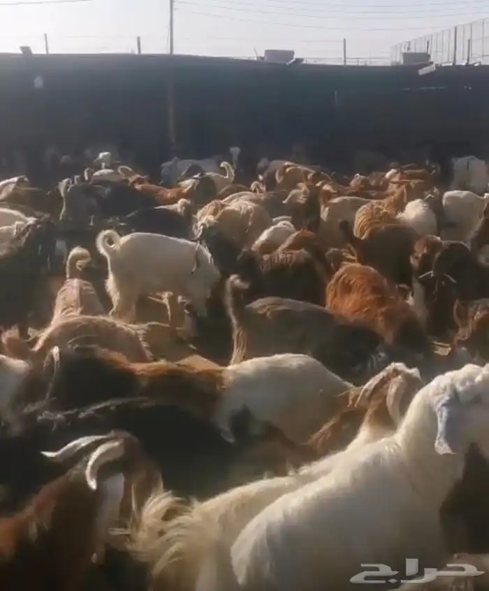 تيوس احجام مختلفة وطيبة للمطاعم ولطلعات البر 0