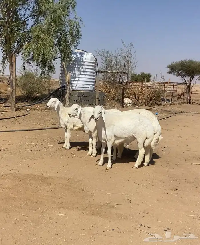 طليان حريه صنف 1