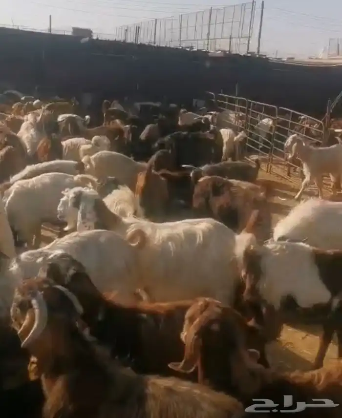 تيوس احجام مختلفة وطيبة للمطاعم ولطلعات البر 1