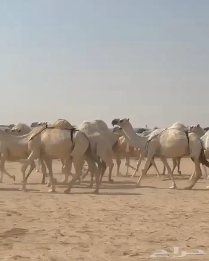 ذود ابل وضح اشباب كككفو وطيبه للبيع 3