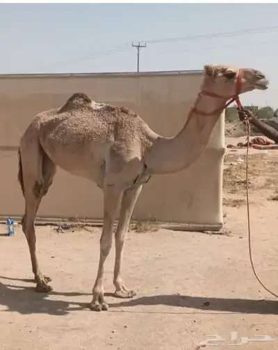 بكره هجن اصيل وسبوق وسلاله فل 0