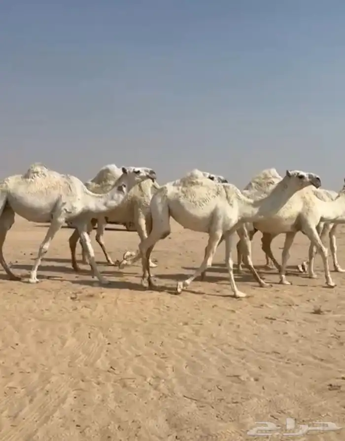 ذود ابل وضح اشباب كككفو وطيبه للبيع 8