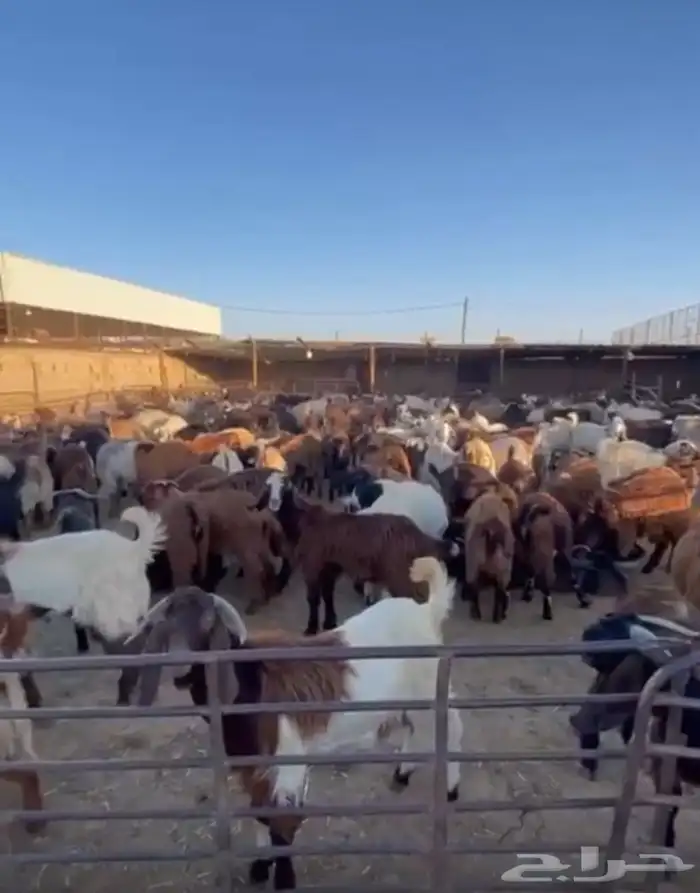 تيوس احجام مختلفة وطيبة للمطاعم ولطلعات البر 2