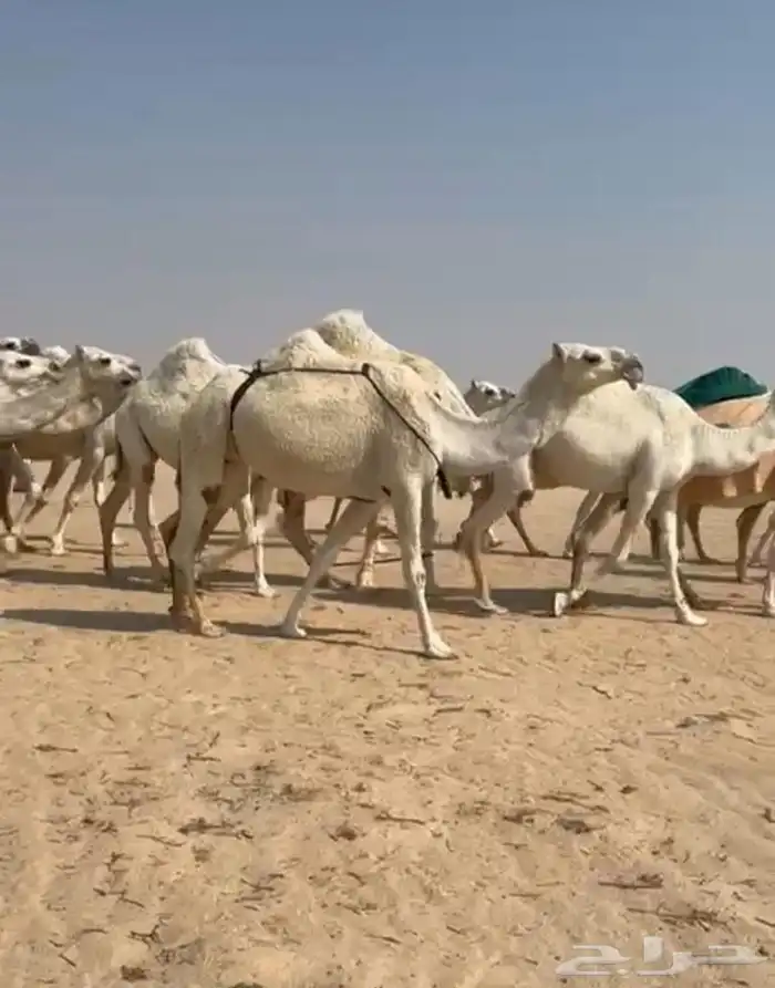 ذود ابل وضح اشباب كككفو وطيبه للبيع 7