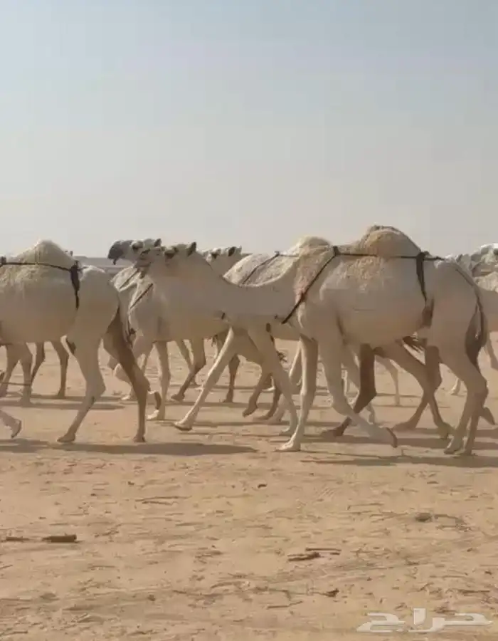 ذود ابل وضح اشباب كككفو وطيبه للبيع 4