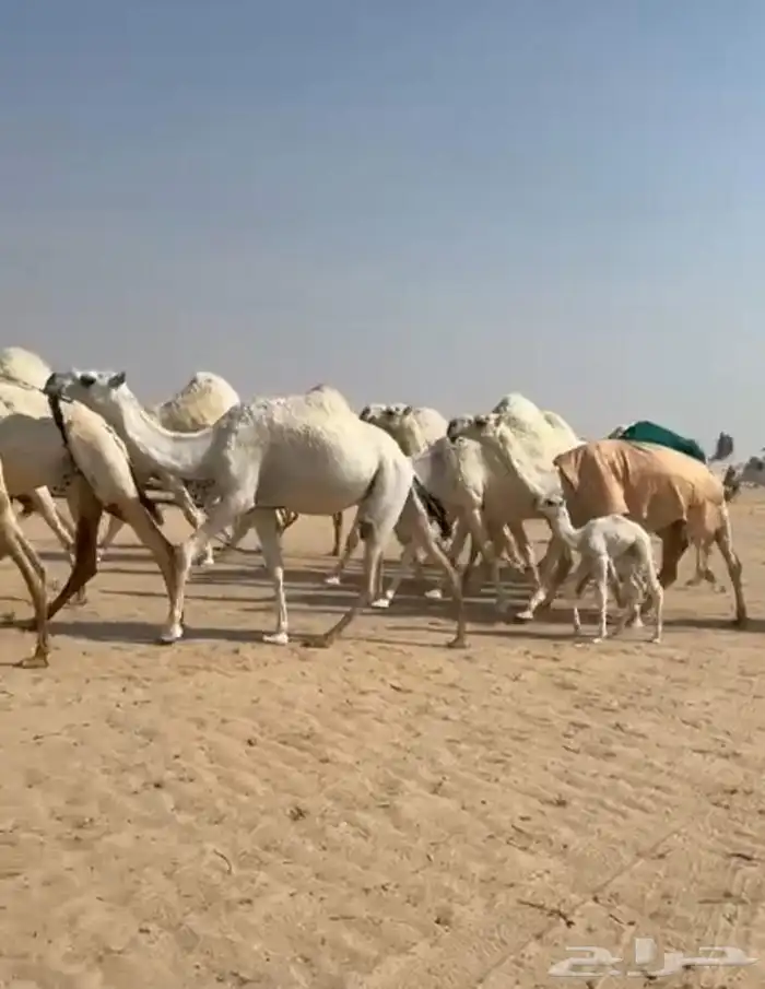 ذود ابل وضح اشباب كككفو وطيبه للبيع 6