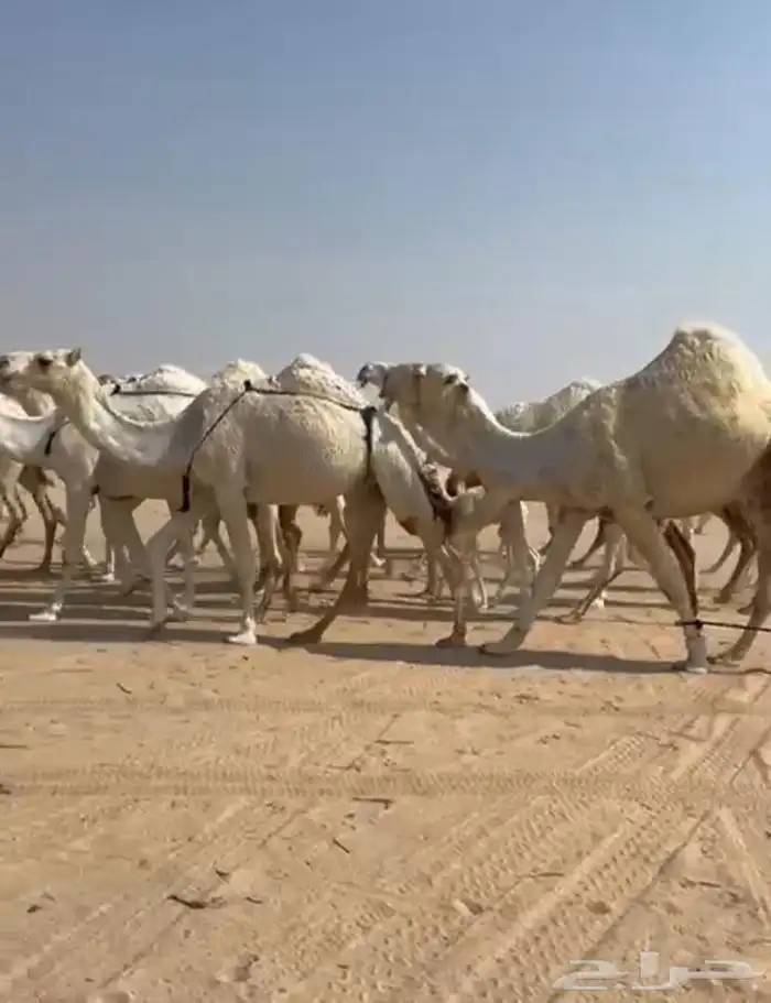 ذود ابل وضح اشباب كككفو وطيبه للبيع 12