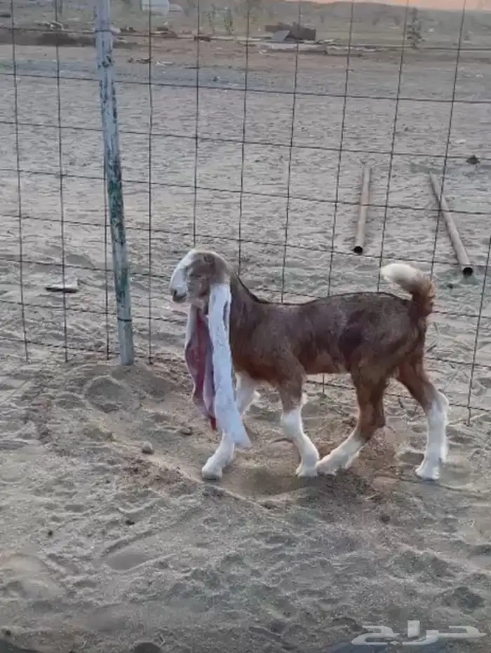 عنز حجازية - هولندية متبع بتيس مشروع فحل نادر 0