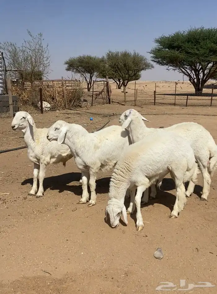 طليان حريه صنف 0