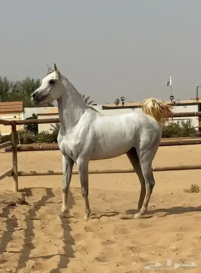 حصان حفيد مروان الشقب index