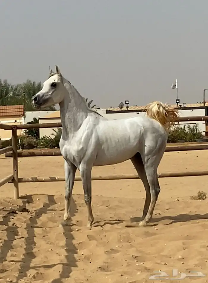 حصان حفيد مروان الشقب 2