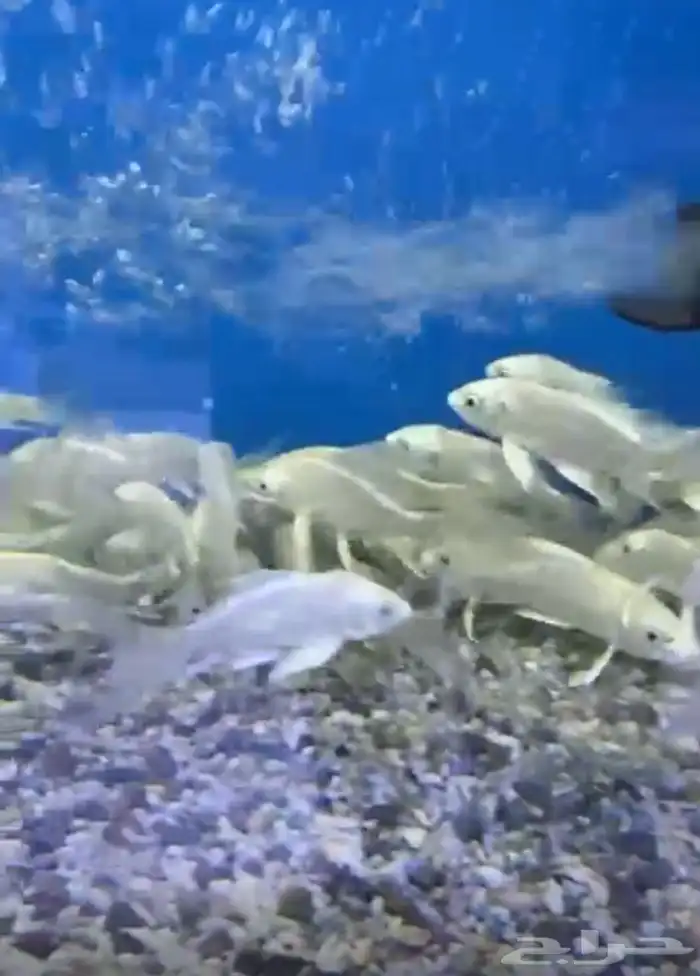 متوفر جميع أنواع اسماك الزينة متوفر سمك بحري جملة وقطاعي 20