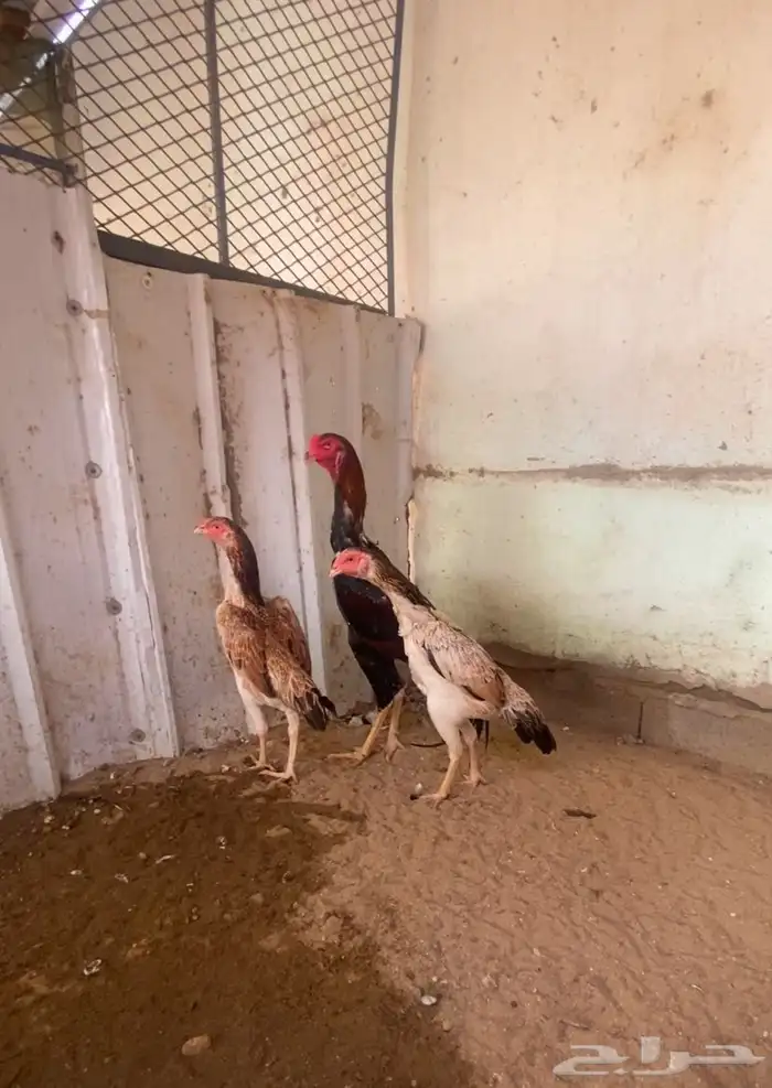 طقم شامو ياباني 1