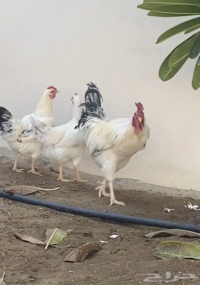 طقم فرنسي للبيع. 1