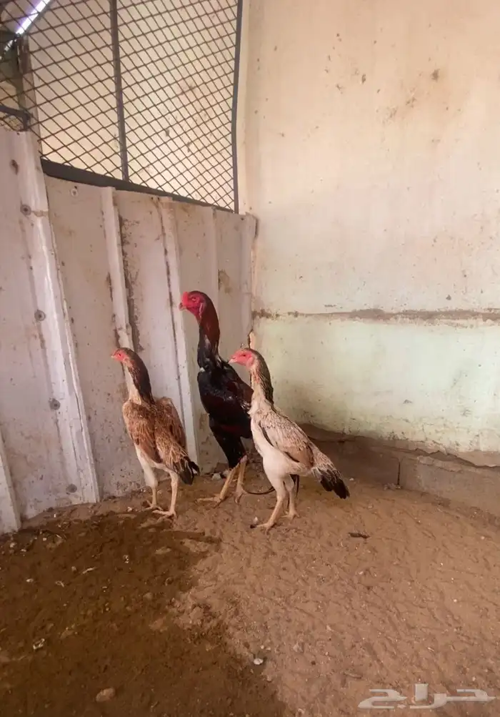 طقم شامو ياباني 0