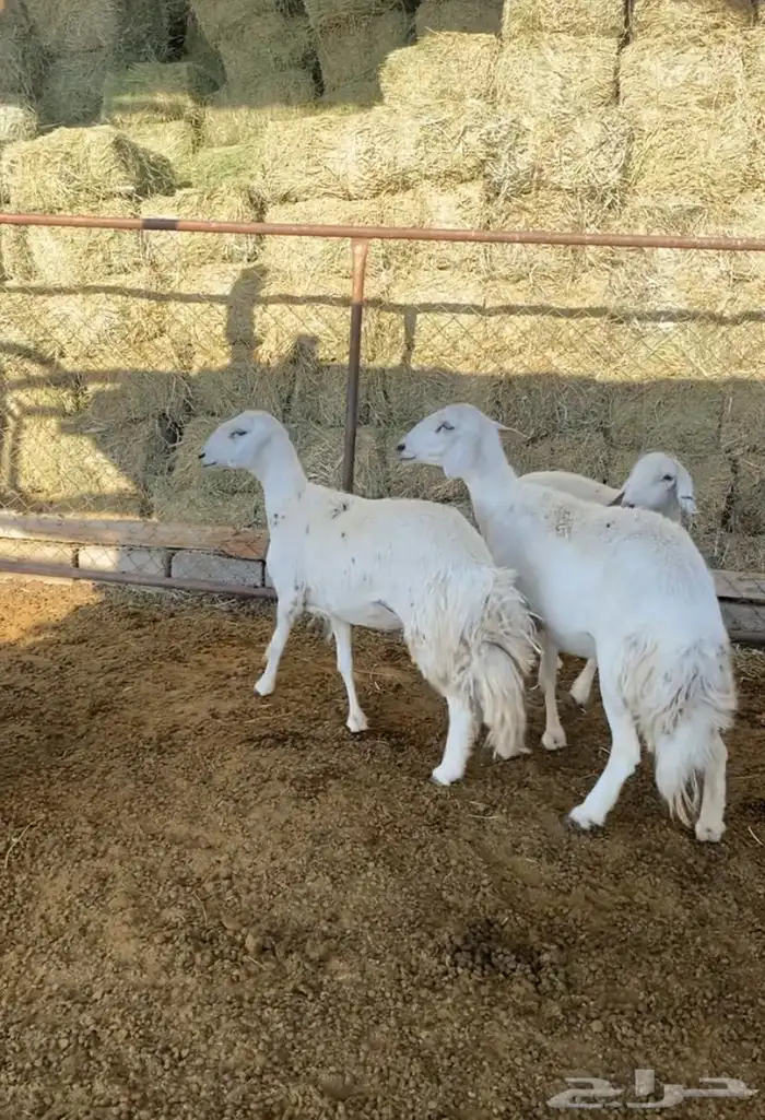 عرض فاخر من الاخر رخال دفيع صنف إلى صنف نوادر 4