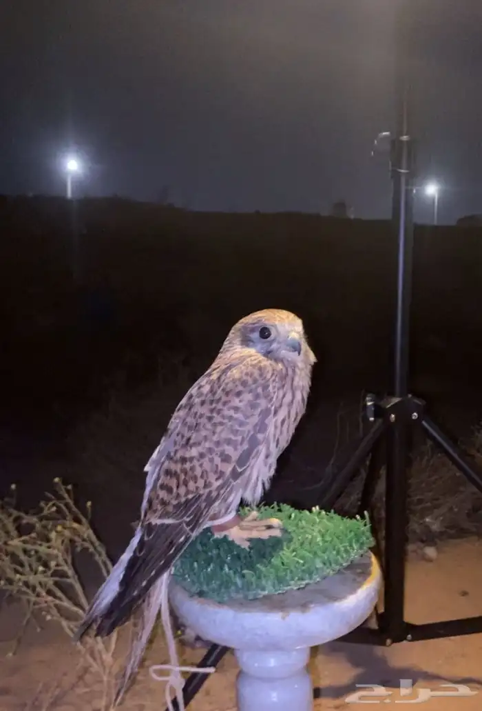 باشق شبوط طرح امس للبيع وحش لاكن بادي يتوالف ويرقى على اليد 0