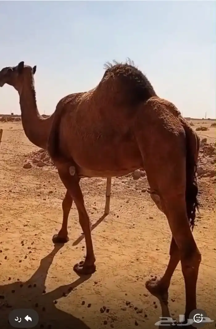 ضروبه ولا يبيه قصب ام ثالث 0