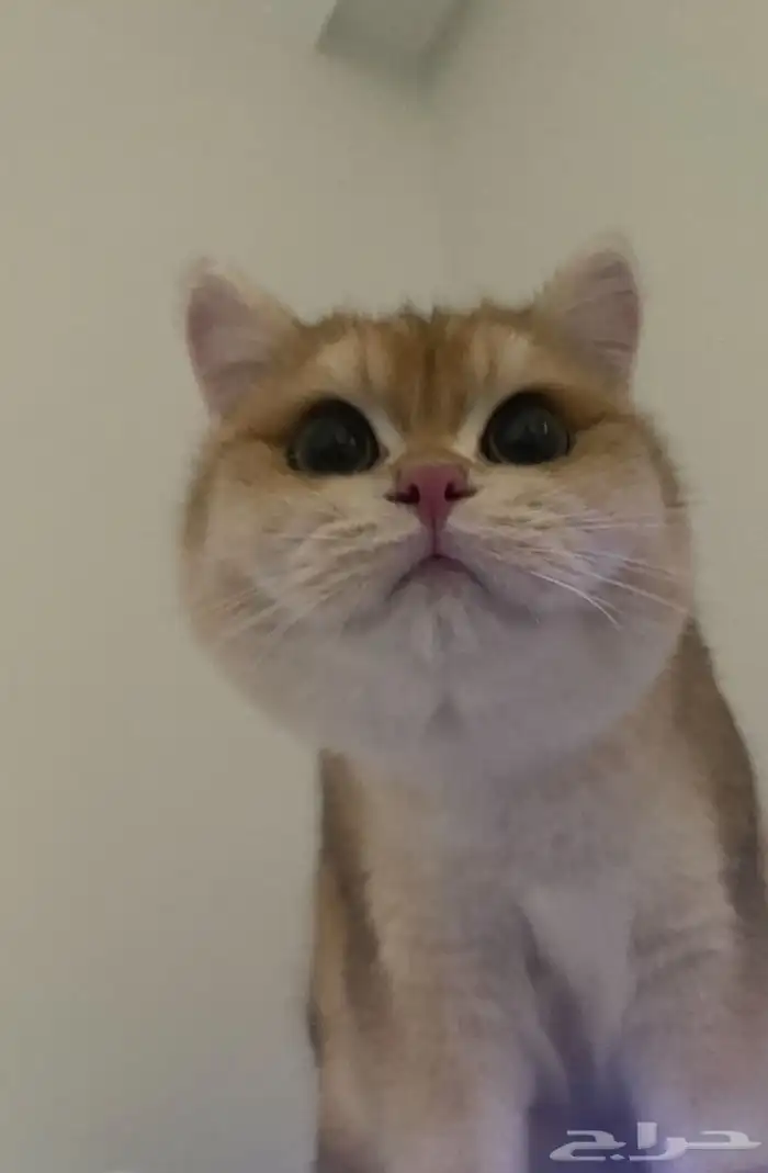 للبيع بريتش قولد ny12 1