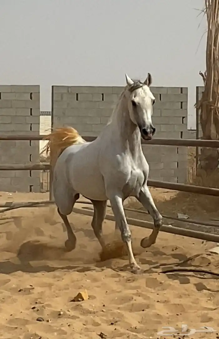 حصان حفيد مروان الشقب 1