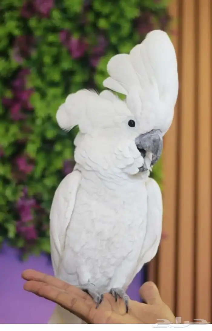 مطلوب ببغاء للتبني 0