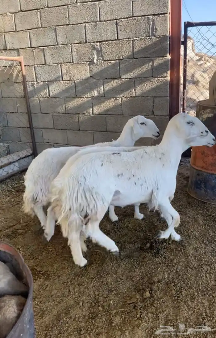 عرض فاخر من الاخر رخال دفيع صنف إلى صنف نوادر 2