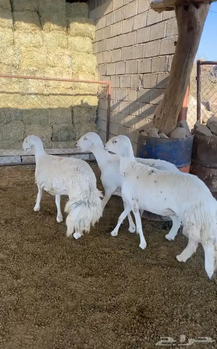 رخل دفيع صنف من حلال شهران الصايل فواخر شكله قليل 0