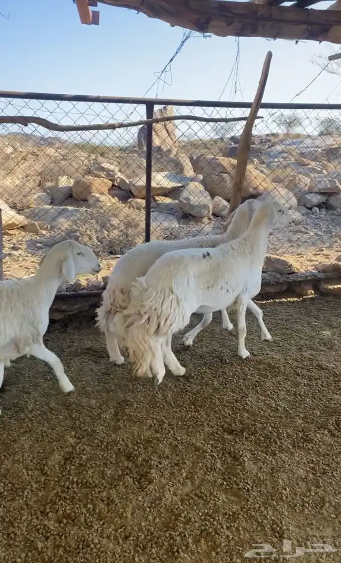 عرض فاخر من الاخر رخال دفيع صنف إلى صنف نوادر 1