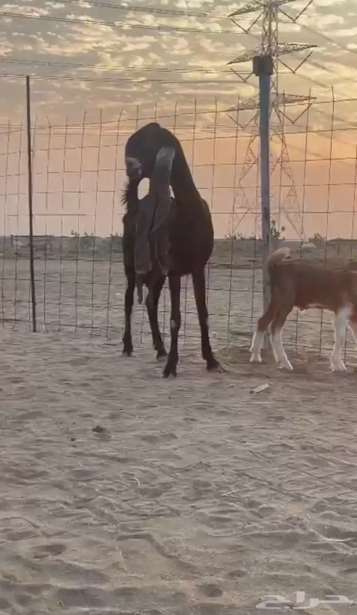 عنز حجازية - هولندية متبع بتيس مشروع فحل نادر 1