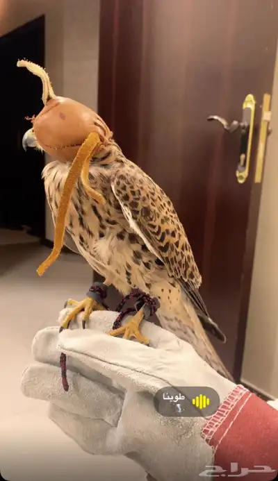 للبيع طير شبوط او باشق شرياص index