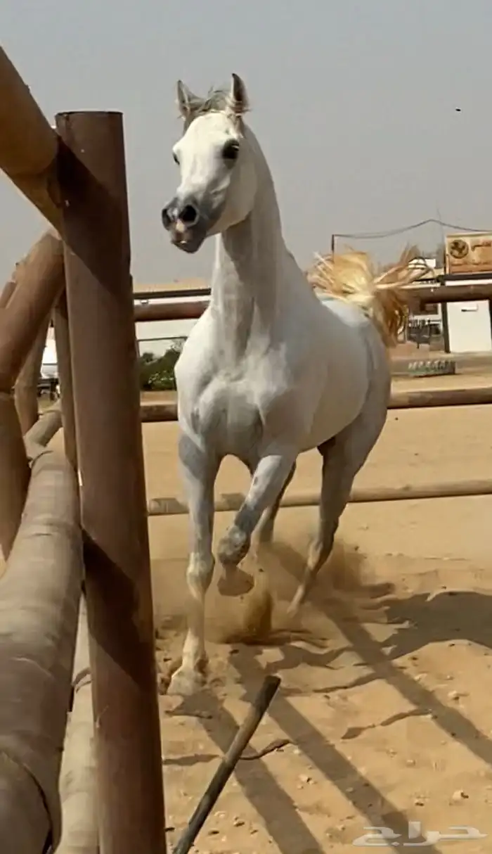 حصان حفيد مروان الشقب 3