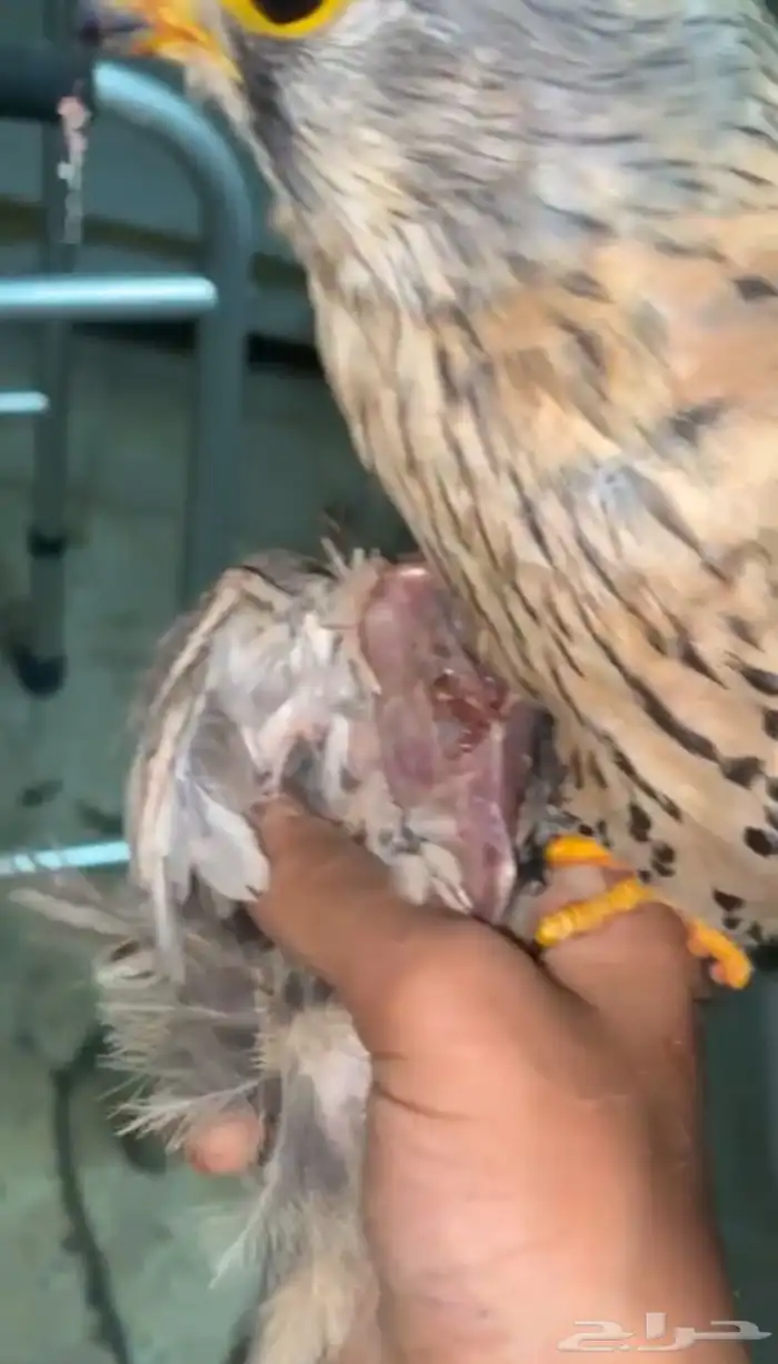 باشق للبيع مدرب وهادي 2