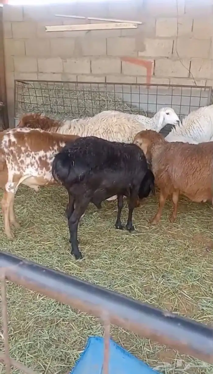 للبيع برابر بلديه مواليد مزرعة في القرنه 0