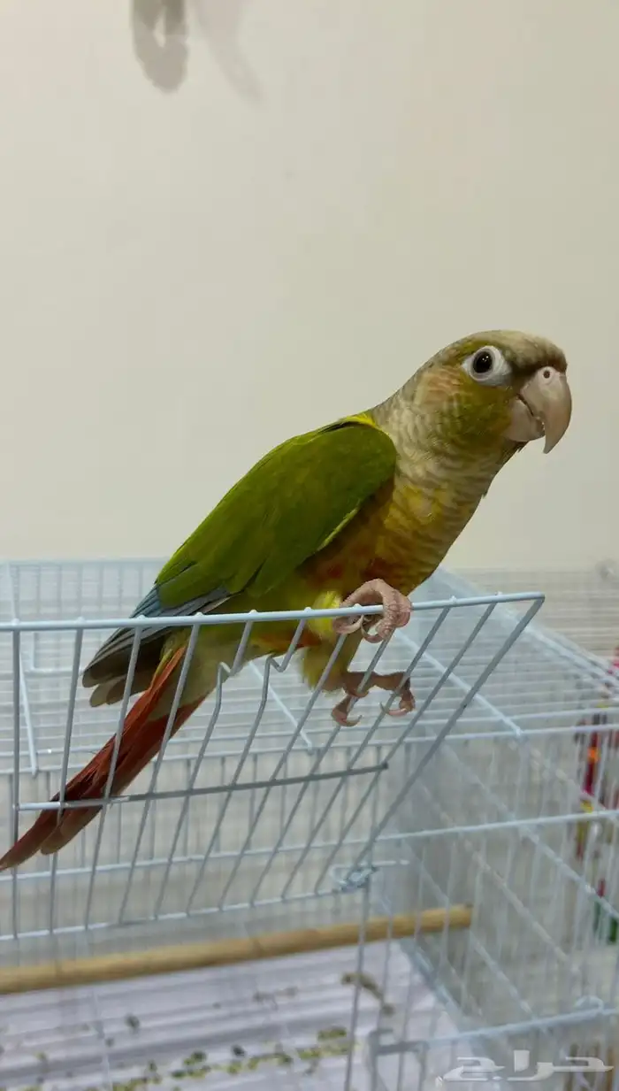 كنيور اليف وهدد خارجي ومتكلم 0