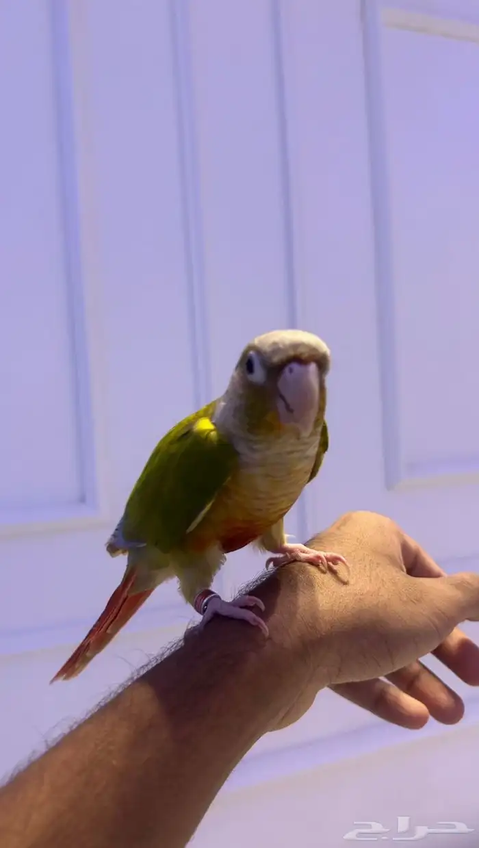 كنيور اليف وهدد خارجي ومتكلم 1