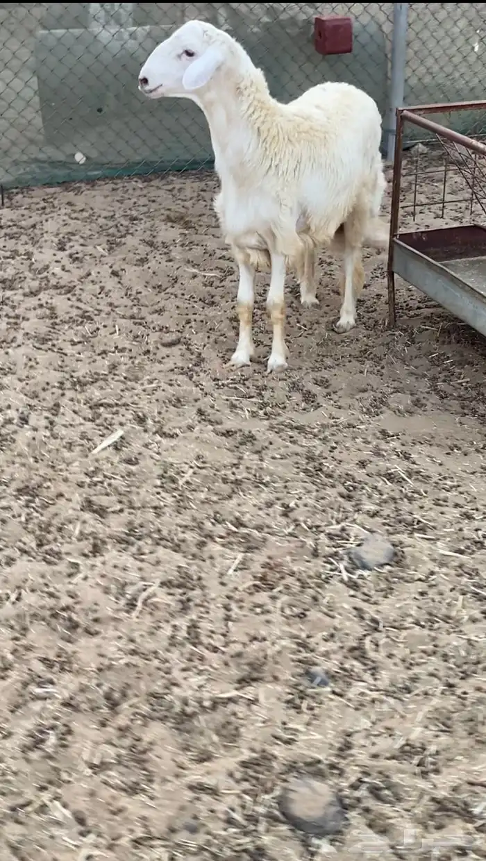 طلي حري جذع فاخر تبريكة ضيوف 1