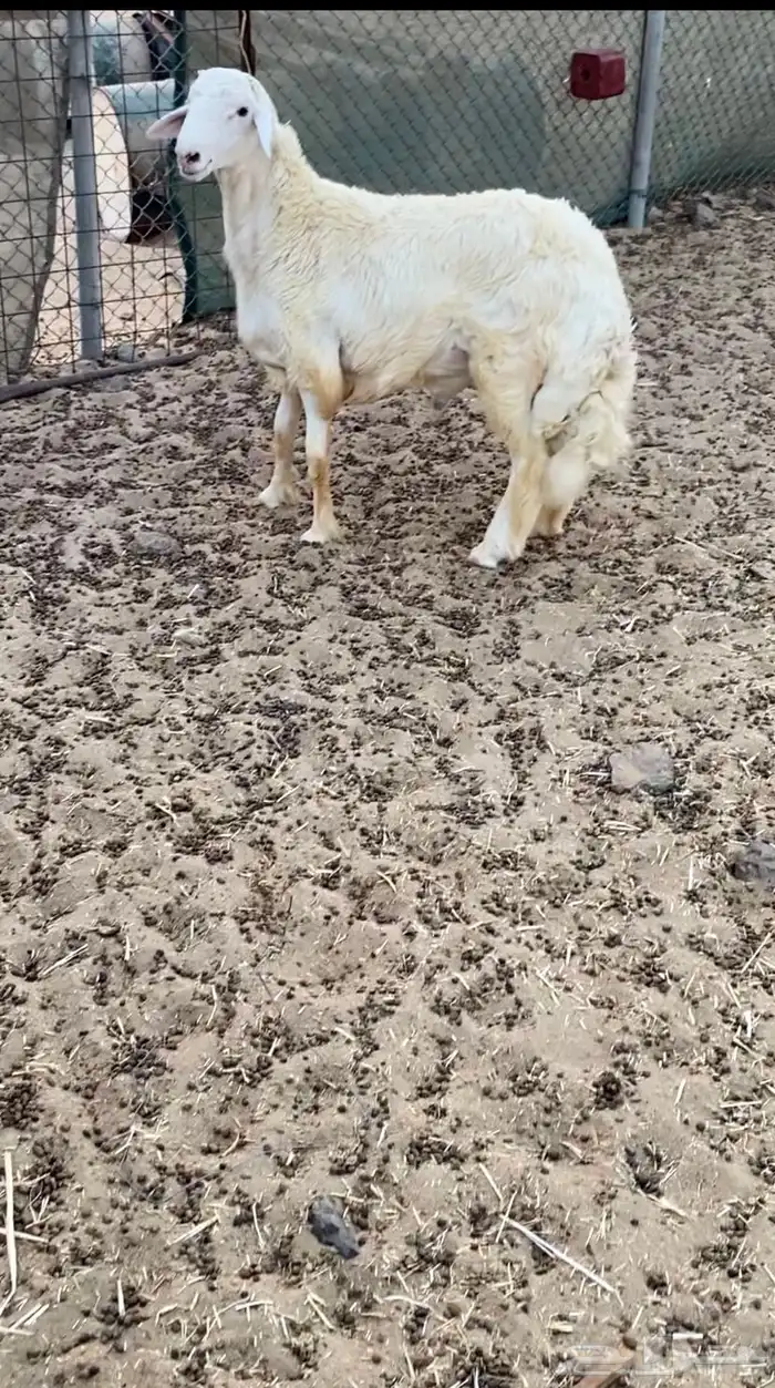 طلي حري جذع فاخر تبريكة ضيوف 3