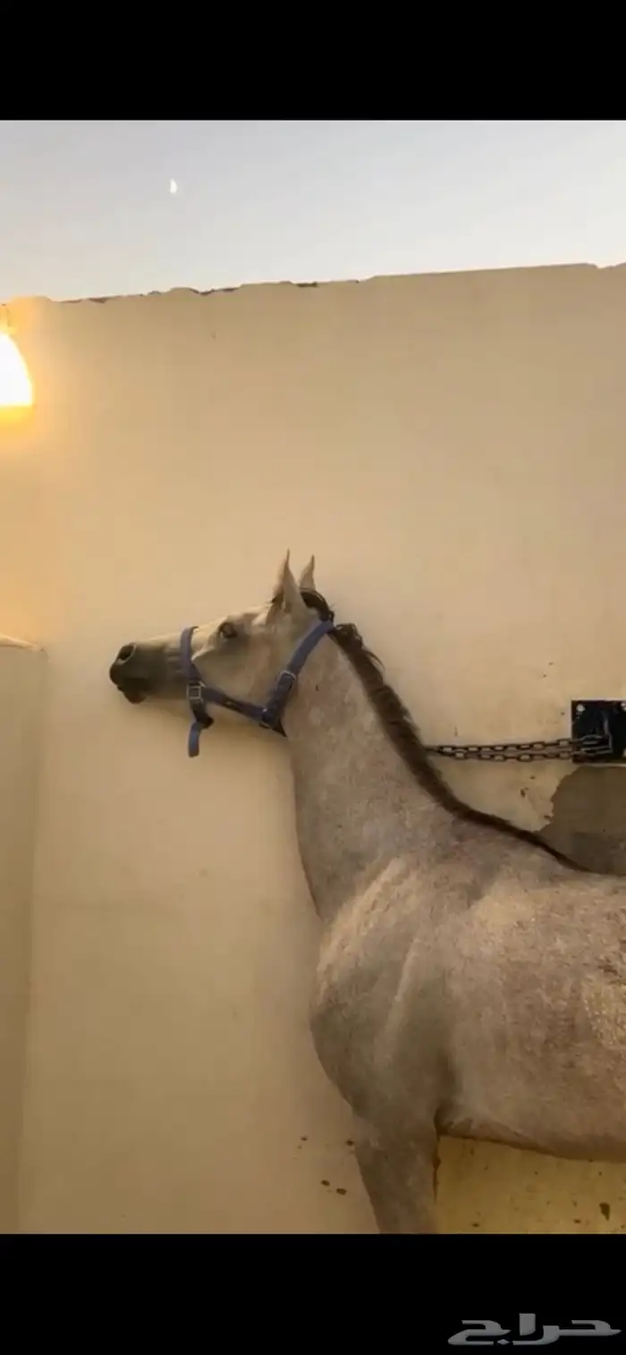 حصان شعبي شيخ حق شتويه سليم شرط معدا جرح بلحارك وخفيف حيل. 1