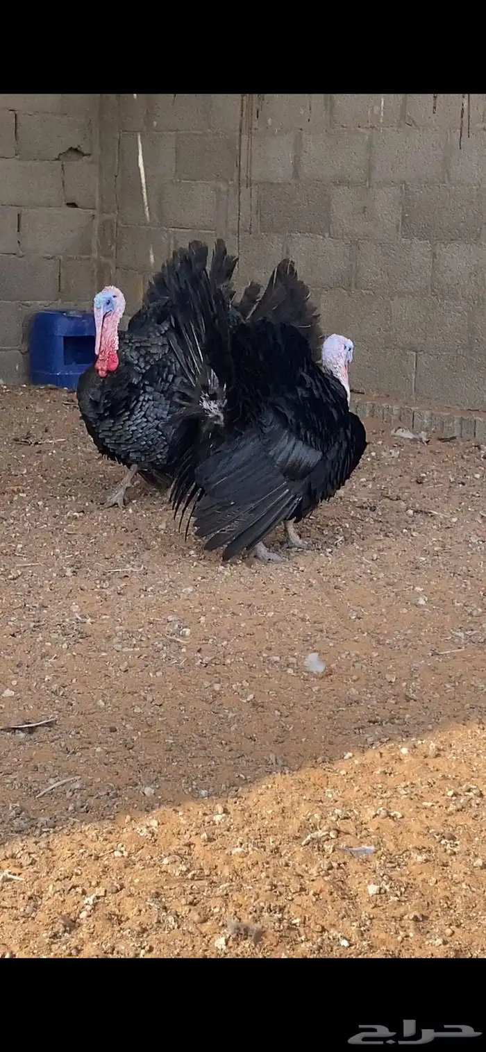 ديوك رومي يوجد ذبح 1