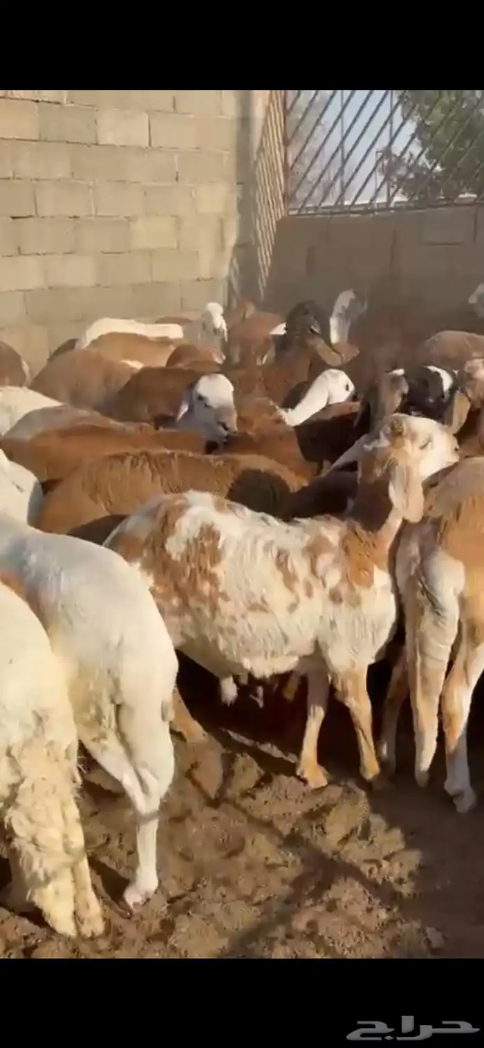 طليان سواكن 0