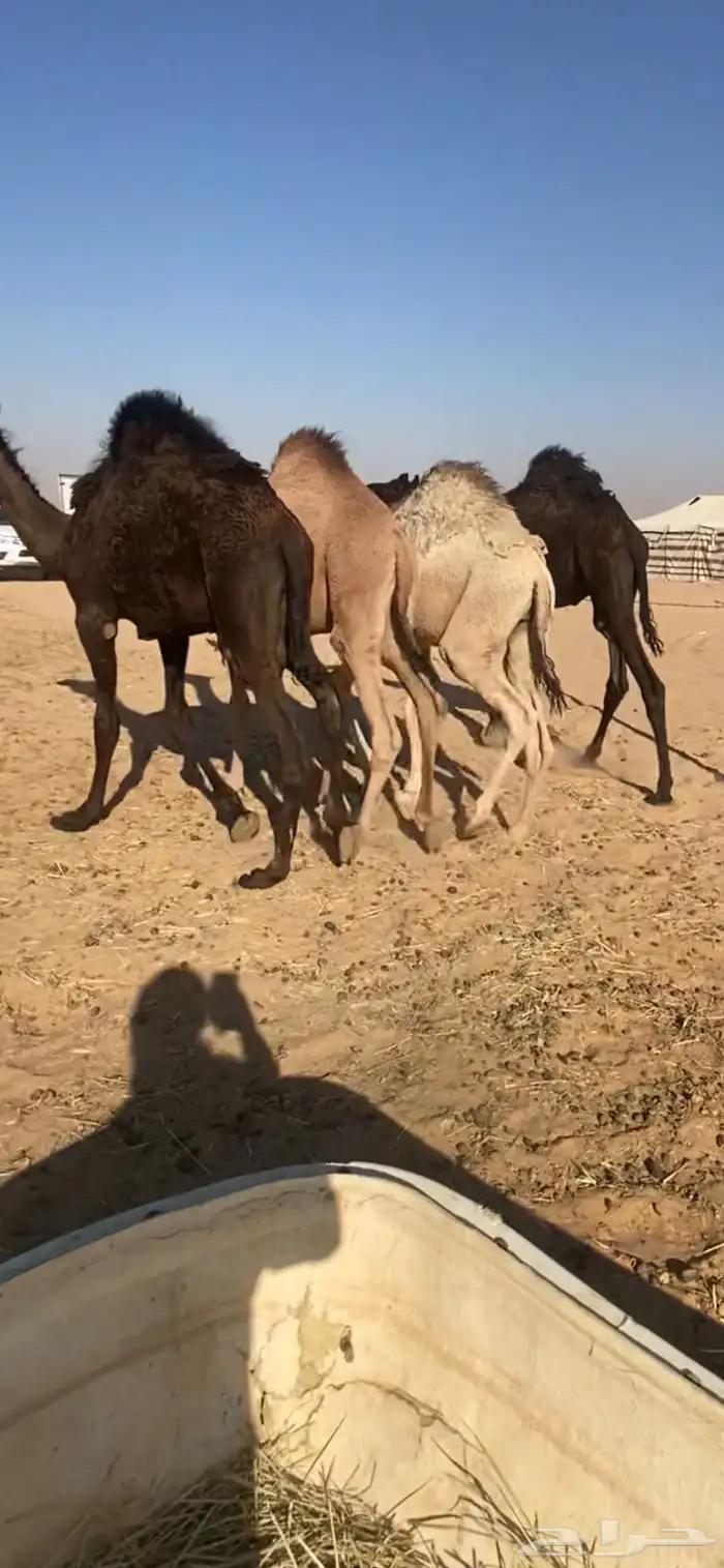 للبيع قعدان 1