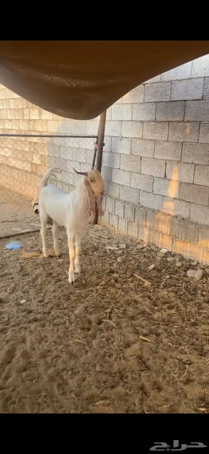 تيس بكستاني 1