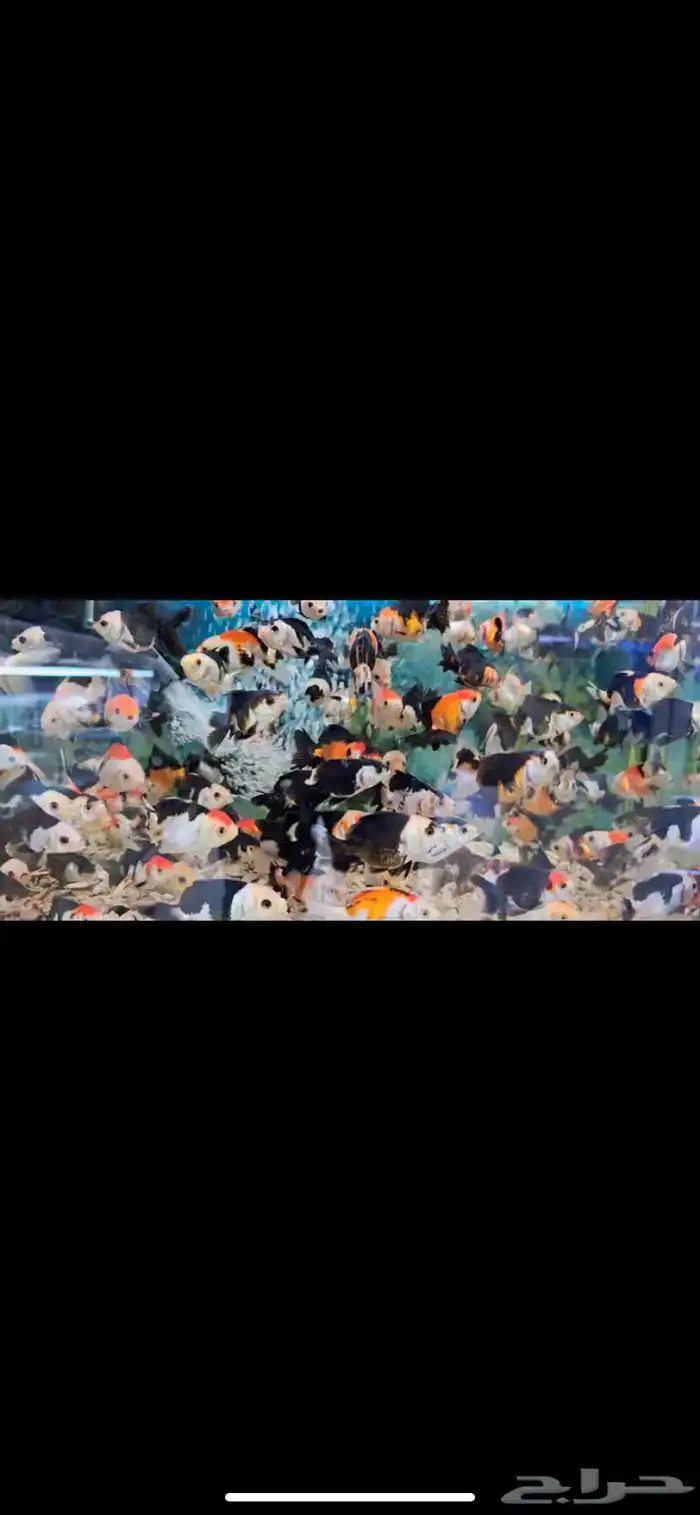 متوفر جميع أنواع اسماك الزينة متوفر سمك بحري جملة وقطاعي 15