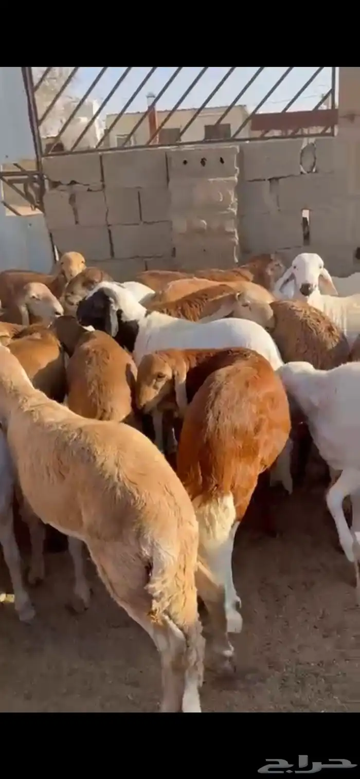 طليان سواكن 2